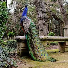 Pavo real